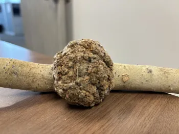 A gall on aspen in clear focus