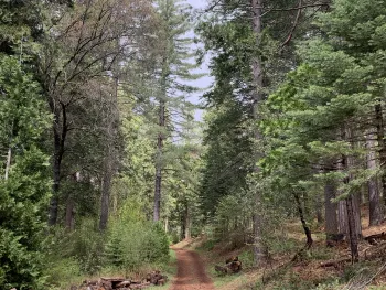 A mixed conifer forest in the Sierra Nevadas.