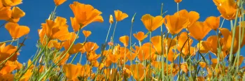 up close image of California poppies