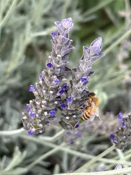 Photo of a bee on a lavender plant