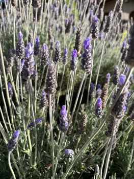 Photo of lavender plant