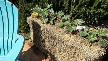Straw bale gardening