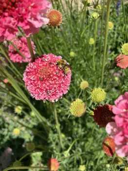 Red Flowered Buckwheat