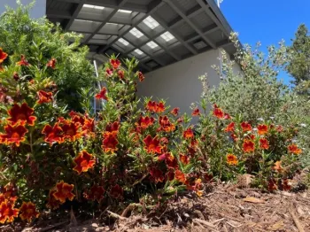 Native plant demonstration garden in Sebastopol California