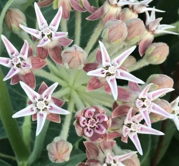 pink hued showy milkweed flowers shaped like 5 pointed stars