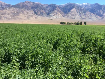 a field of alfalfa with mountains in the background