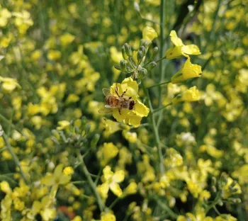 honeybee on broccolini flower