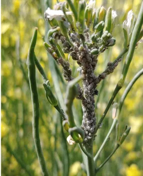 masses of grey aphids eating a broccolini stem