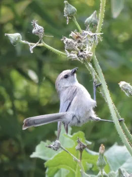 Photo of a Pacific bushtit.
