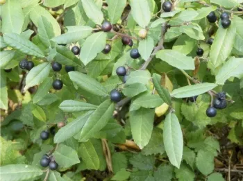 Closeup view of coffeeberry leaves and fruit