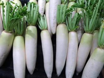Pile of white daikon radishes