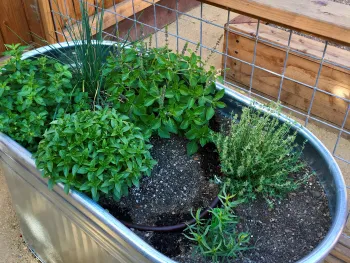 potted herbs