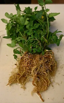 Tomato plant infested with root-knot nematodes. (Photo by Kathy Keatley Garvey)