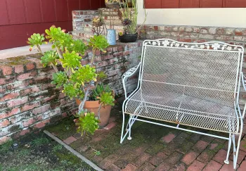 succulents by a bench