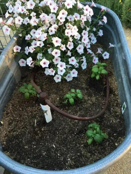 water trough flowerbed