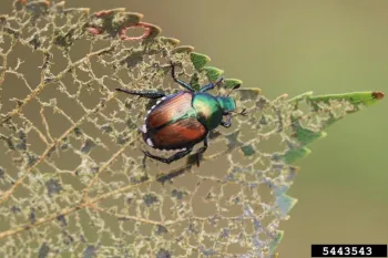 A shiny green and bronze beetle on a heavily damaged leaf.