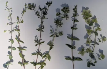 various oregano stems