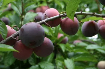 purple plums ready for picking