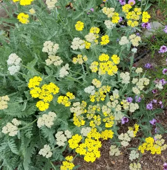 Yarrow is a low water plant for California native garden