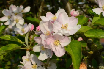 Apple blossoms
