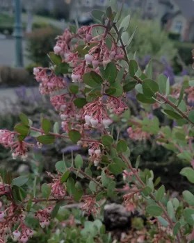 Arctostaphylos is a great native plant for a hedge row living fence