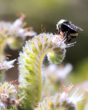 Bee on flower