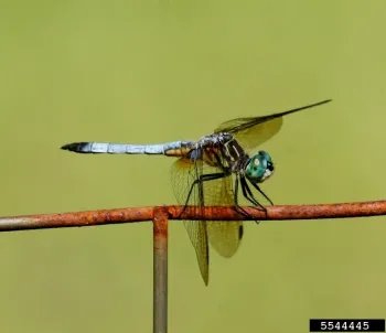 Blue dasher dragonfly, Johnny N. Dell, Bugwood.org