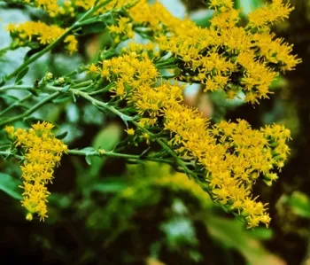 California goldenrod
