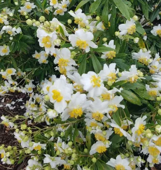 Carpenteria growing in Sonoma County