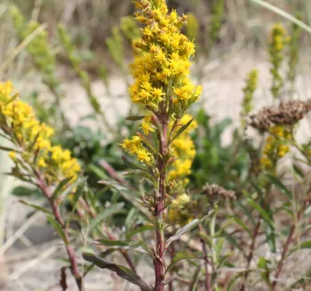 Coast goldenrod