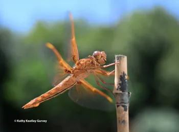 Flame skimmer, Kathy Keatley Garvey.