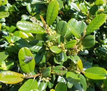Coffeeberry support garden habitat