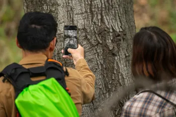 Goldspotted oak borer volunteers photograph tree bark.