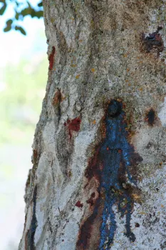 Sap dripping from an oak tree infested with goldspotted oak borer.