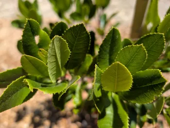 What does a Toyon look like in the garden
