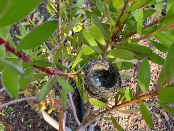 Hummingbird nest with egg shells inside