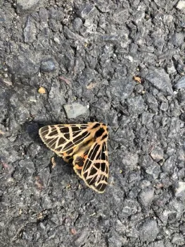 moths that is orange with black spots