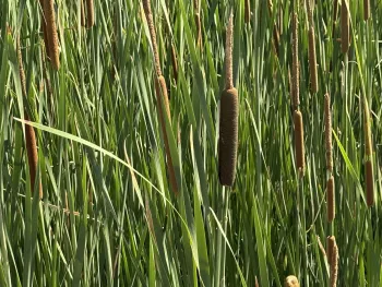 Photo of tules in the wetlands.