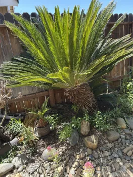 sago palm mother plant