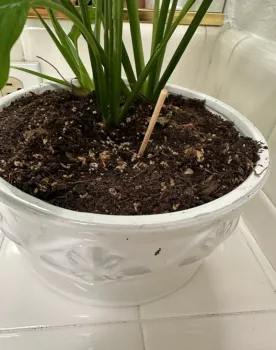 Peace lily with a skewer to help check moisture.