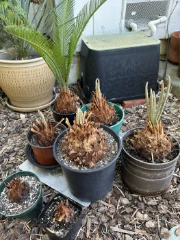 rooted sago palm trees