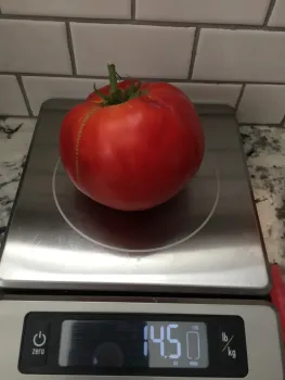 Mortgage Lifter tomato by Royce Rhoads.