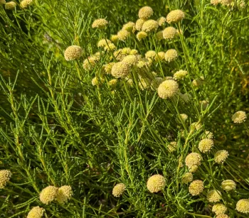 Santolina can have green or gray foliage