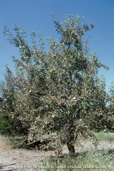 Spider mite damage to a pear tree