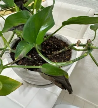 Sunburned pothos in recovery.