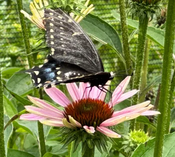 swallowtail butterfly on echinacea