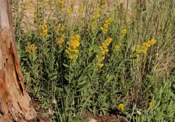 Threenerve goldenrod