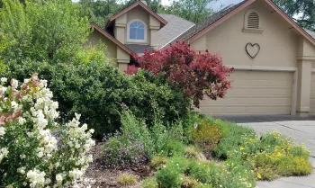 how to replace your lawn with beautiful plants in Sonoma County