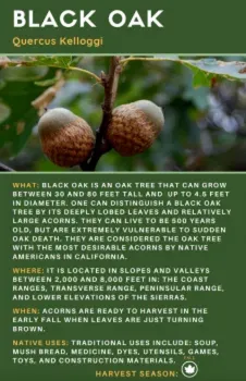 imagen de bellotas de roble negro y historia de estas bellotas