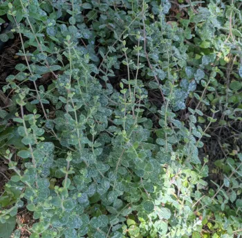 oregano stems